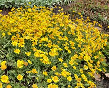 Anthemis hybride 'Dwarf Form'