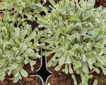 Antennaria dioica 'Rubra'