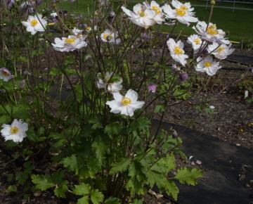 Anemone hybride (x) 'Dreaming Swan'