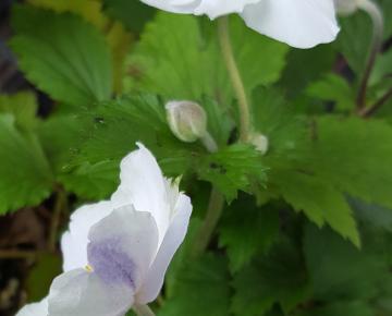 Anemone hybride (x) 'Elfin Swan'