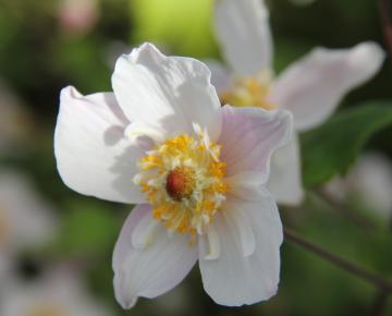 Anemone hybride (x) 'Dainty Swan'