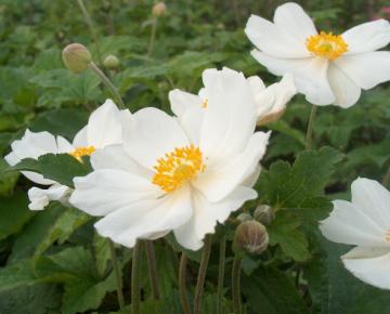 Anemone hybride (x) 'Honorine Jobert'