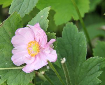 Anemone hybride (x) 'Margarete'