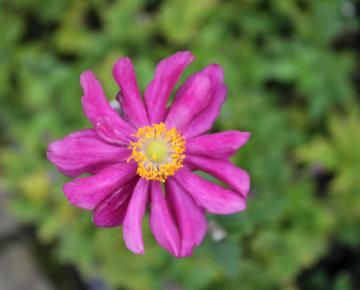 Anemone hupehensis 'Prinz Heinrich'