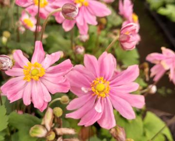 Anemone hupehensis 'Pretty Lady Emily'