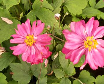 Anemone hupehensis 'Pretty Lady Julia'