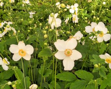 Anemone hupehensis 'Pretty Lady Maria'