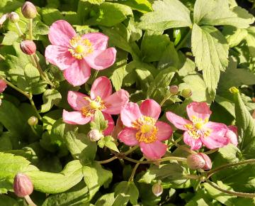 Anemone hupehensis 'Pretty Lady Susan'