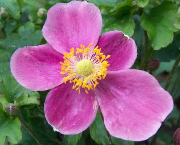 Anemone hupehensis 'Praecox'