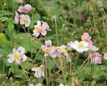 Anemone hupehensis 'Rose Shades'