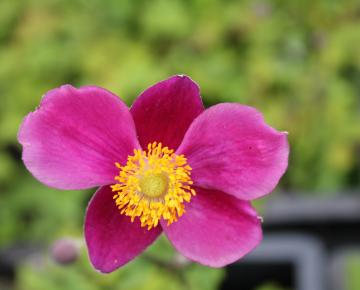 Anemone hupehensis 'Splendens'