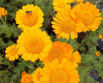 Anthemis hybride 'Kelwayi'