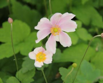 Anemone hybride (x) 'Loreley'