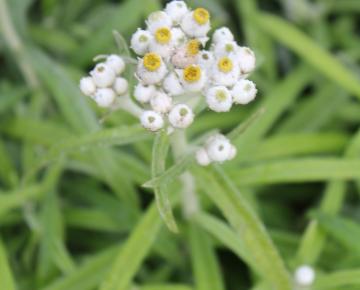 Anaphalis margaritacea 'Neuschnee'