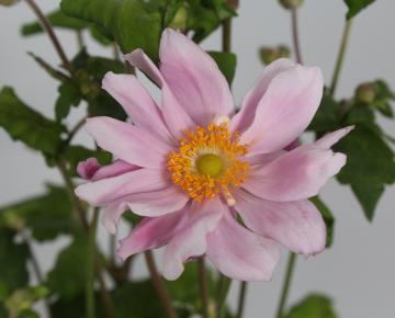 Anemone hybride (x) 'Mont-rose'