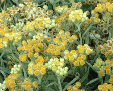 Anaphalis margaritacea 'Schwefellicht'