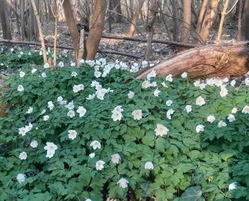 Anemone nemerosa 'Alba'