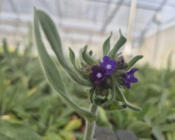 Anchusa officinalis