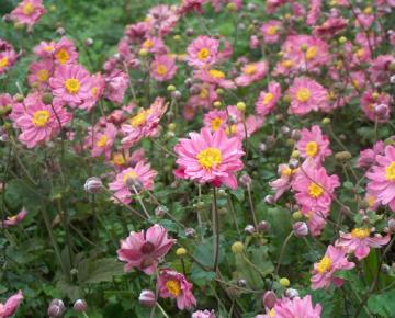 Anemone hybride (x) 'Pamina'