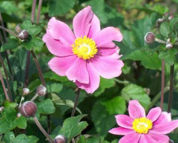 Anemone hybride (x) 'Richard Ahrens'