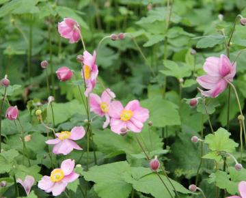 Anemone hybride (x) 'Rosenschale'