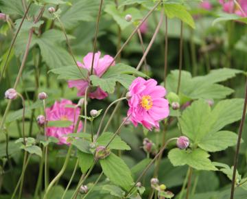 Anemone hupehensis 'Rotkäppchen'