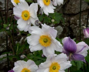 Anemone hybride (x) 'Ruffled Swan'