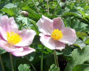 Anemone hupehensis 'September Charm'