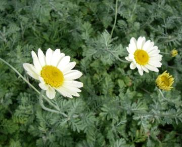 Anthemis hybride 'Sauce Hollandaise'