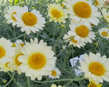 Anthemis hybride 'Susanna Mitchell'
