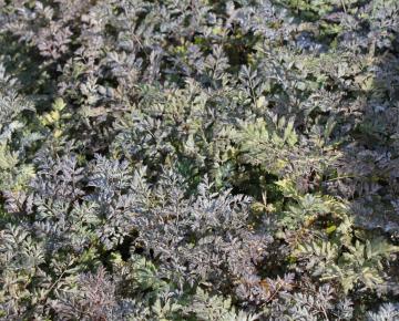 Anthriscus sylvestris 'Ravenswing'