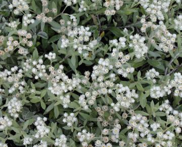 Anaphalis triplinervis