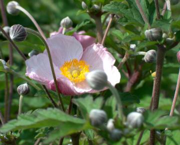 Anemone tomentosa 'Robustissima'