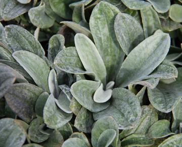 Anaphalis triplinervis 'Sommerschnee'