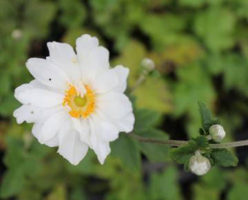 Anemone hybride (x) 'Whirlwind'