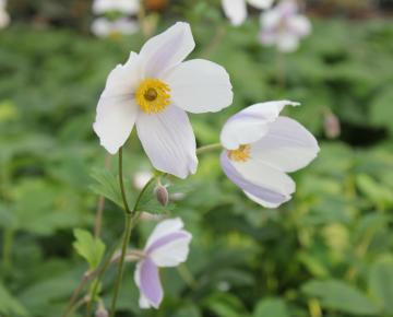 Anemone hybride (x) 'Wild Swan'  PBR