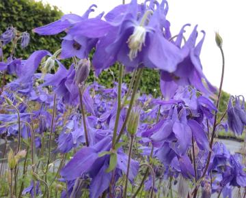 Aquilegia alpina