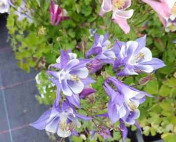 Aquilegia 'Biedermeier'