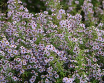 Aquilegia  'Blue Star'