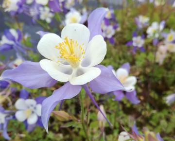 Aquilegia caerulea