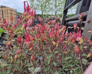 Aquilegia canadensis 'Little Lanterns'