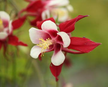 Aquilegia 'Crimson Star'