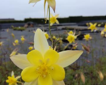 Aquilegia chrysantha 'Yellow Queen'