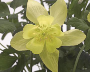 Aquilegia chrysantha 'Yellow Star'
