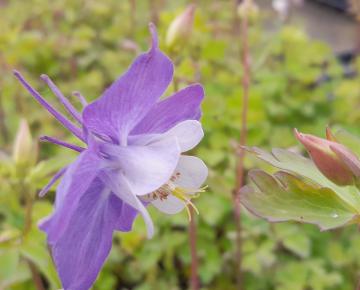 Aquilegia 'Heavenly Blue'