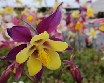 Aquilegia 'Mc.Kana hybrids'