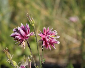 Aquilegia vulgaris 'Nora Barlow'