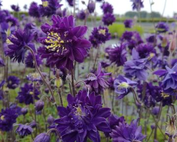 Aquilegia vulgaris 'Blue Barlow'