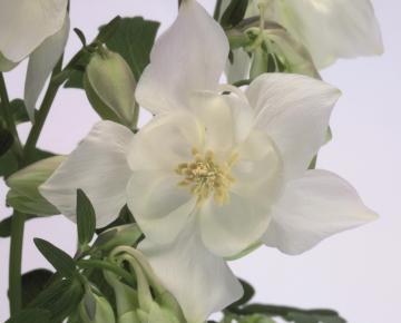Aquilegia vulgaris 'Nivea' ('Alba')