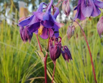 Aquilegia vulgaris